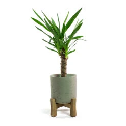 Charlie Plant Pot - Low Stand - Grey Washed -Greencore Store Yucca elephantipes Spineless Yucca Charlie Plant Pot Low Stand Grey Washed