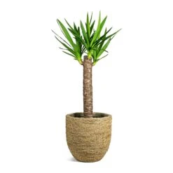 Cody Plant Pot - Straw Grass -Greencore Store Yucca elephantipes Spineless Yucca Cody Plant Pot Straw Grass a62888dd d2e3 44a6 9e26 51e52ee64fcf