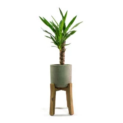 Charlie Plant Pot - Tall Stand - Grey Washed -Greencore Store Yucca elephantipes Spineless Yucca Patt Plant Pot Low Stand Black Washed
