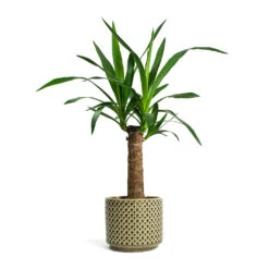 Yucca Elephantipes - Spineless Yucca -Greencore Store Yucca elephantipes Spineless Yucca Thies Plant Pot Olive Green c12878d5 eee8 41b8 a40f 25046b21a0ee