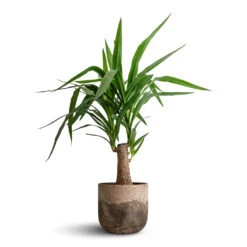 Yucca Elephantipes - Thick Trunk -Greencore Store Yucca elephantipes Thick Trunk 19x80cm Albero Plant Pot Cement 21x19cm 171f1f15 8768 47c8 a13a 77fac554ef3c