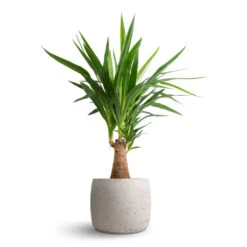 Yucca Elephantipes - Thick Trunk -Greencore Store Yucca elephantipes Thick Trunk 19x80cm Mini Valerie Plant Pot Grey Washed 28x22cm
