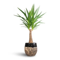 Lindy Plant Pot - Black -Greencore Store Yucca elephantipes Thick Trunk 21x100cm Lindy Plant Pot Black 30x25cm bcda4a94 b58c 4074 a1dc 305c698d8b28
