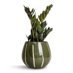 Nova Plant Pot - Green -Greencore Store Zamioculcas zamiifolia Raven ZZ Plant 14x50cm Nova Plant Pot Green 23x18cm