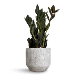 Solento Plant Pot - White Speckle -Greencore Store Zamioculcas zamiifolia Raven ZZ Plant 14x50cm Solento Plant Pot White Speckle 16x14cm