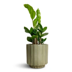 Bourton Scalloped Plant Pot - Sage -Greencore Store Zamioculcas zamiifolia ZZ Plant 12x30cm Bourton Scalloped Plant Pot Sage 16x16cm