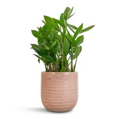 Ocean Glaze Plant Pot - Morganite -Greencore Store Zamioculcas zamiifolia ZZ Plant 14x40cm Ocean Glaze Plant Pot Morganite 16x16cm
