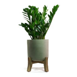 Charlie Plant Pot - Low Stand - Grey Washed -Greencore Store Zamioculcas zamiifolia ZZ Plant Charlie Plant Pot Low Stand Grey Washed