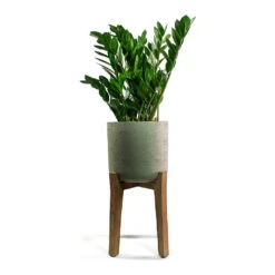 Charlie Plant Pot - Tall Stand - Grey Washed -Greencore Store Zamioculcas zamiifolia ZZ Plant Patt Plant Pot Low Stand Black Washed