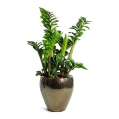 Amora Plant Pot - Black Gold 17 Amora Plant Pot - Black Gold -Greencore Store Zamioculcas zamiifolia Zenzi Zenzi ZZ Plant Amora Plant Pot Black Gold Small