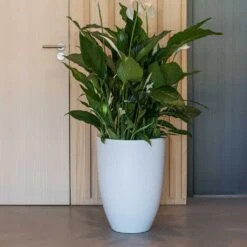 Ben Essentials Planter - Matt White -Greencore Store ben planter essential matte white peace lilly
