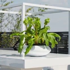 Tara Essentials Bowl Planter - Matt White -Greencore Store essential glossy tara 1