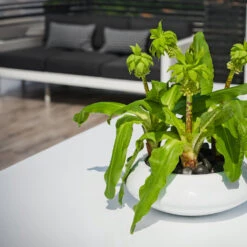 Tara Essentials Bowl Planter - Matt White -Greencore Store essential glossy tara 2