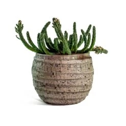 Euphorbia Flanaganii - Medusa Plant -Greencore Store euphorbia flanaganii medusa plant jake plant pot