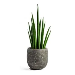 Sansevieria Bacularis Mikado - Snake Plant -Greencore Store sansevieria bacularis mikado amber earth plant pot 9fc449de c2ad 4deb 9d7b 4755551167a0