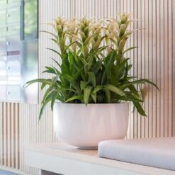 Sunny Essentials Bowl Planter - Matt White -Greencore Store sunny bowl planter essential matte white office plants