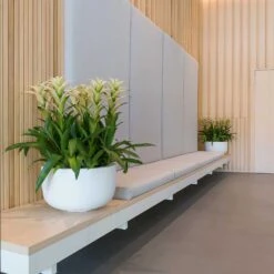 Sunny Essentials Bowl Planter - Matt White -Greencore Store sunny bowl planters essential matte white office reception plants