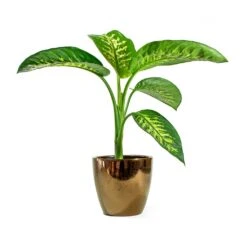 Dieffenbachia Seguine Tropic Snow - Dumb Cane -Greencore Store sven gold Dieffenbachia seguine Tropic Snow Dumb Cane d393cd03 c50a 4310 a048 645086675956