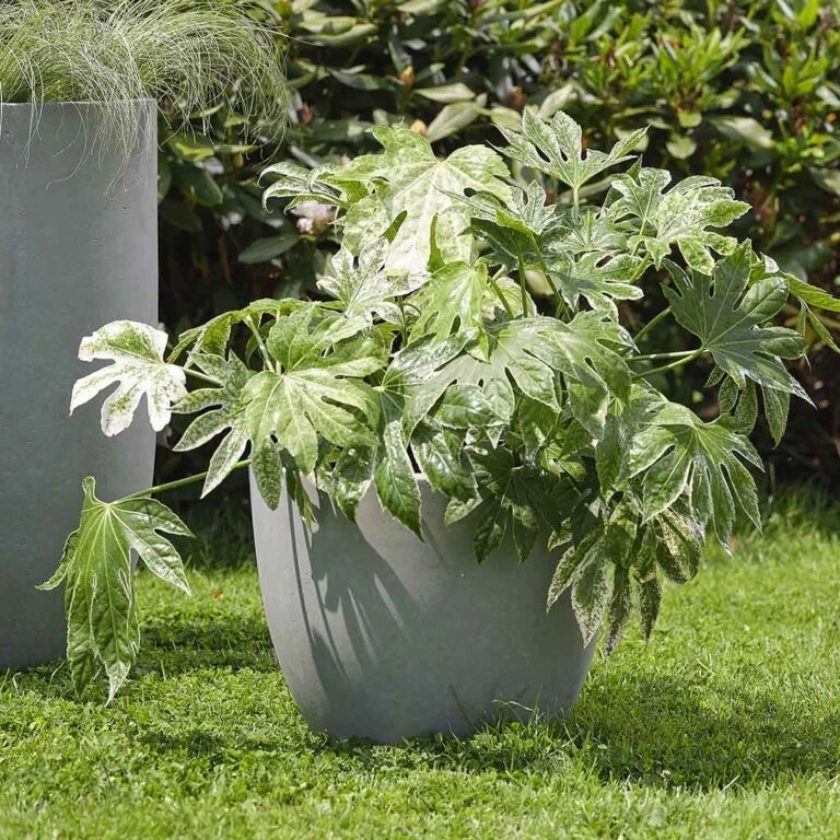 Greencore Store -Greencore Store Ace Planters Set of 3 Grey Lifestyle 001 347b2b32 9434 48db 9305 0444a5a4b826 768x768 1