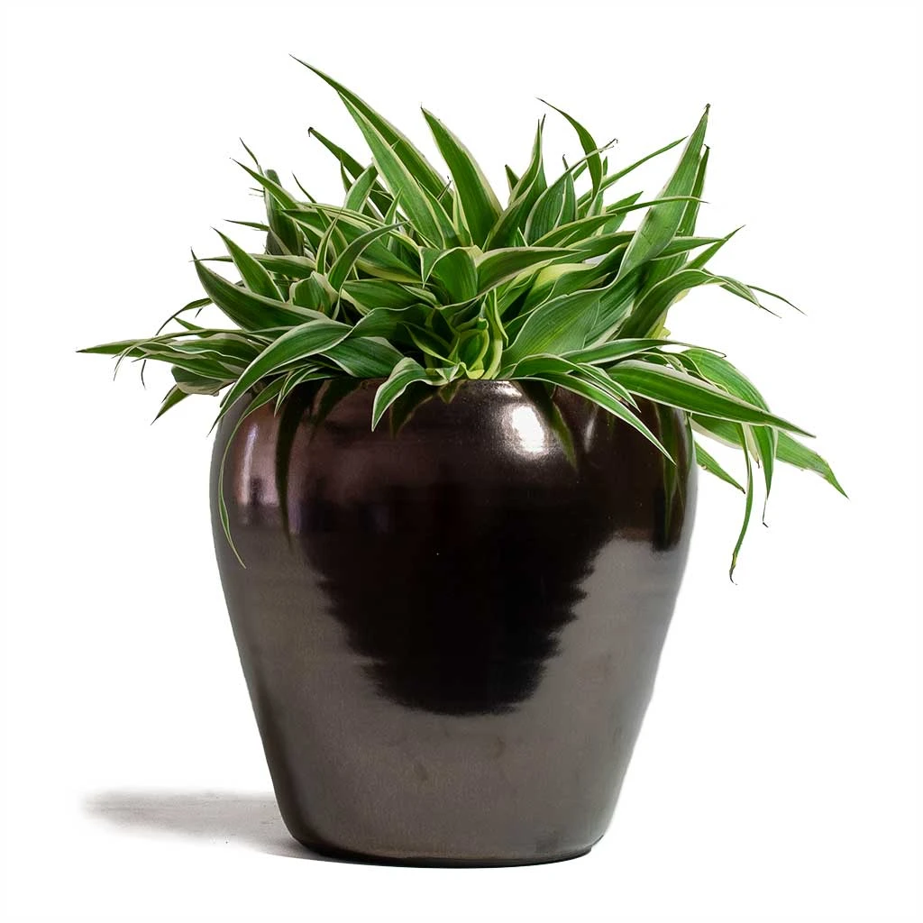 Greencore Store -Greencore Store Chlorophytum Ocean Spider Plant 15x25cm Amora Plant Pot Black Gold